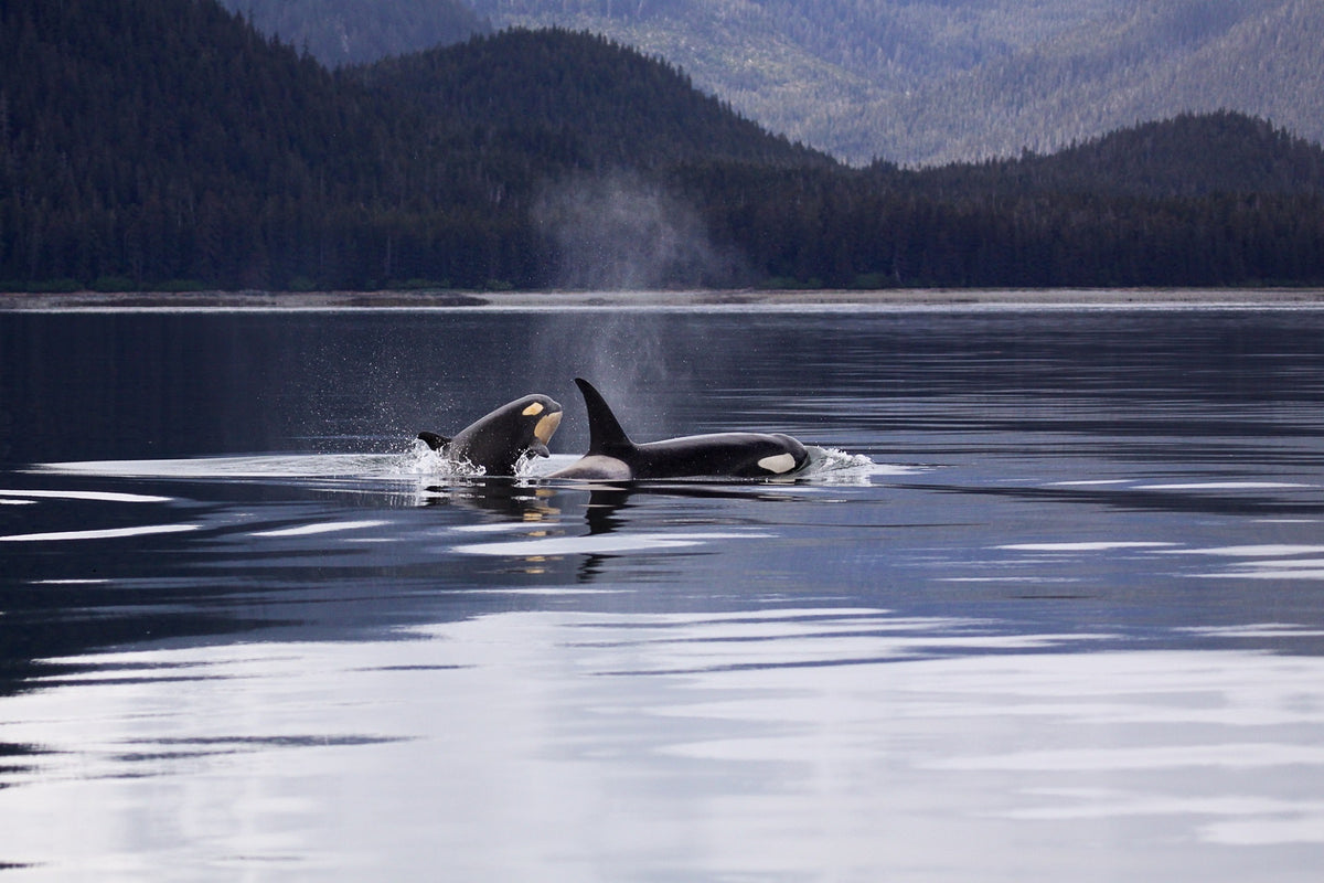 Southern resident orca killer whales