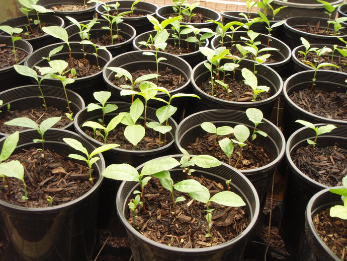 Tea Farm Update
